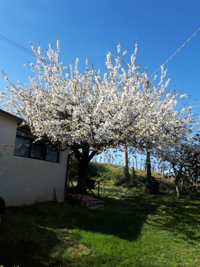 Il Ciliegio Del Pellegrino Apartment กุบบีโอ ภายนอก รูปภาพ